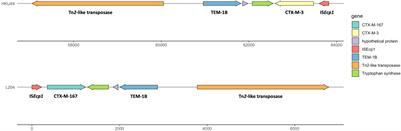 First Report of blaCTX–M–167, blaSHV–1, and blaTEM–1B Carrying Klebsiella pneumonia Showing High-Level Resistance to Carbapenems